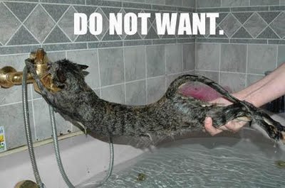 [Image: cat-wash.jpg]