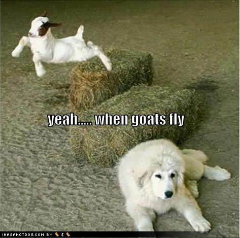Images Funny Dogs on Funny Goat Pics    Funny Animal Pics