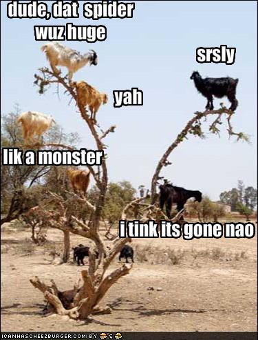 funny-pictures-goats-discuss-spider-size1.jpg