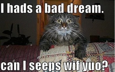 bad-dreams-funny-cat.jpg